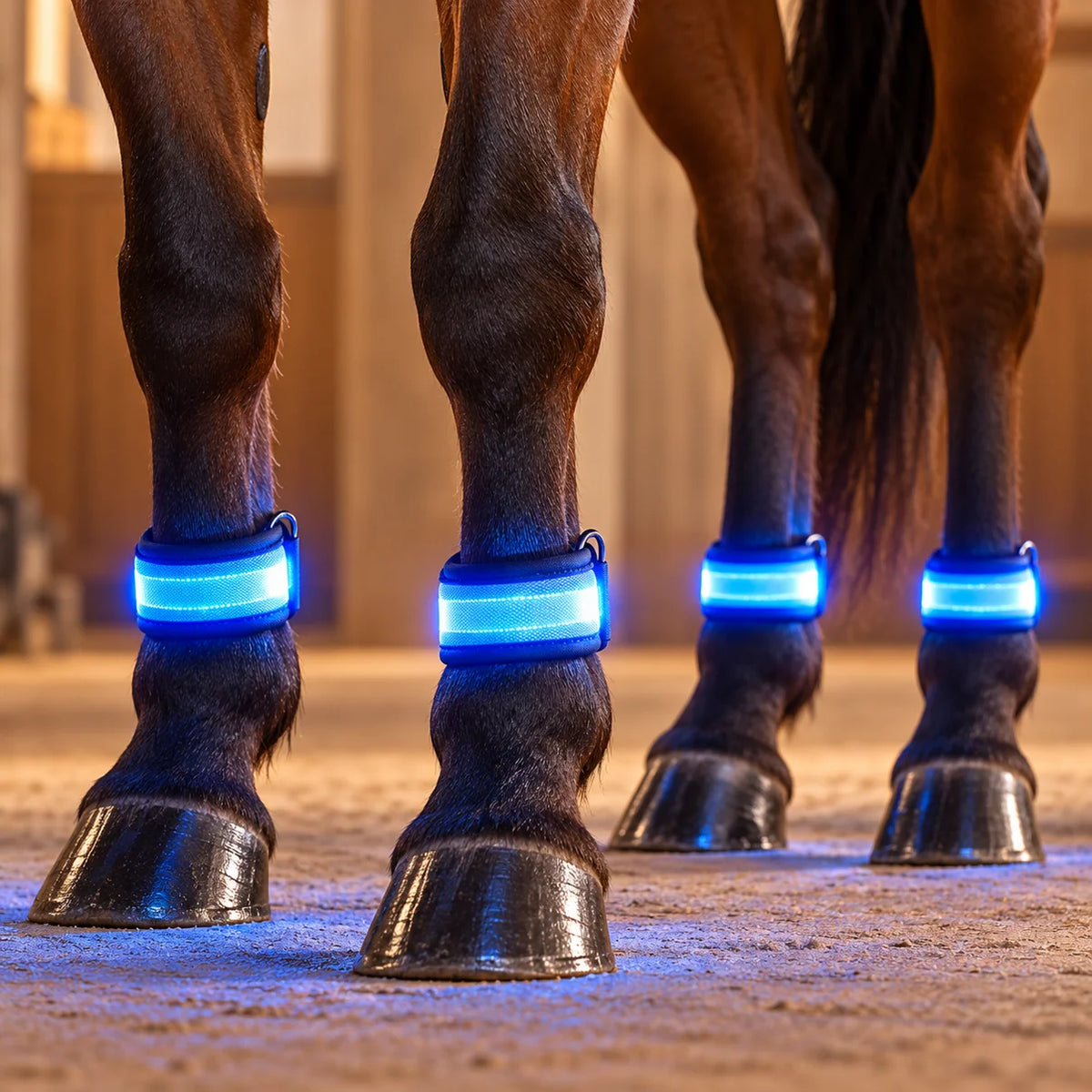 Steedlume Glow leg bands (Set of 4)